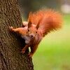 squirreltf